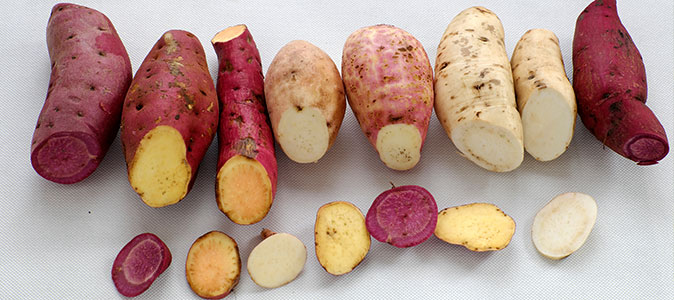 Multicolorida: Conheça os benefícios da batata-doce - Alimentação -  Institucional