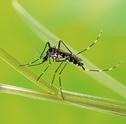 Home - Unimed do Brasil - Contra o Mosquito